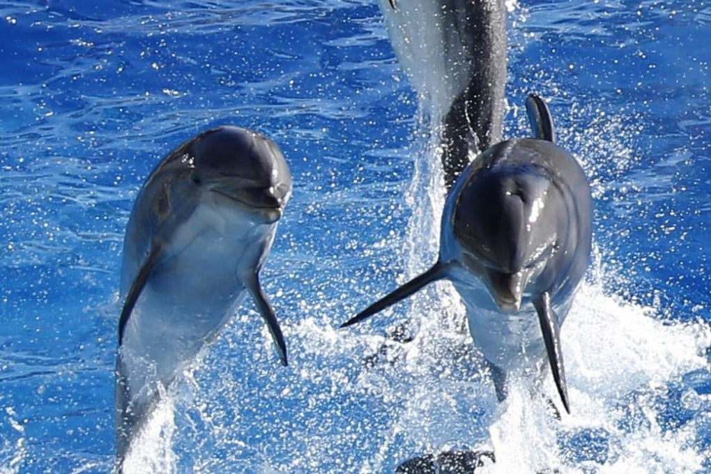 Dolphins have the longest social memories of any animal. Photo: AFP
