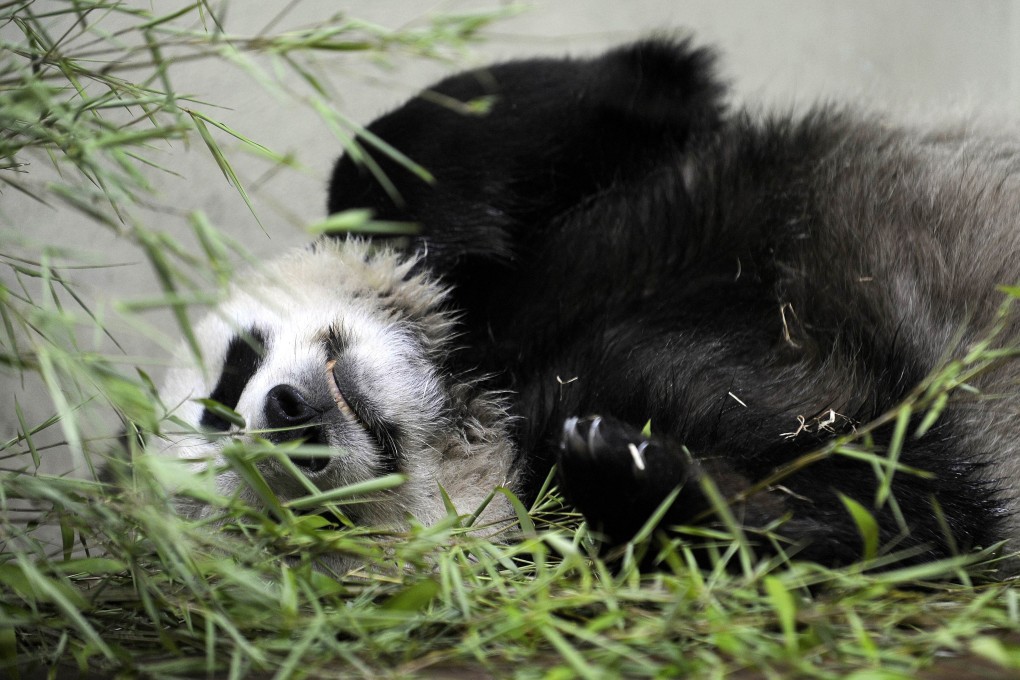 Tian Tian ('sweetie') the female Giant Panda at Edinburgh Zoo relaxes in her compound. Photo: AFP