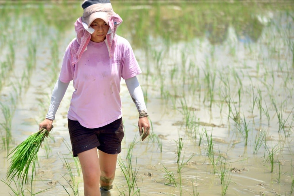 One of the volunteers plants rice at Long Valley. Photo: Thomas Yau