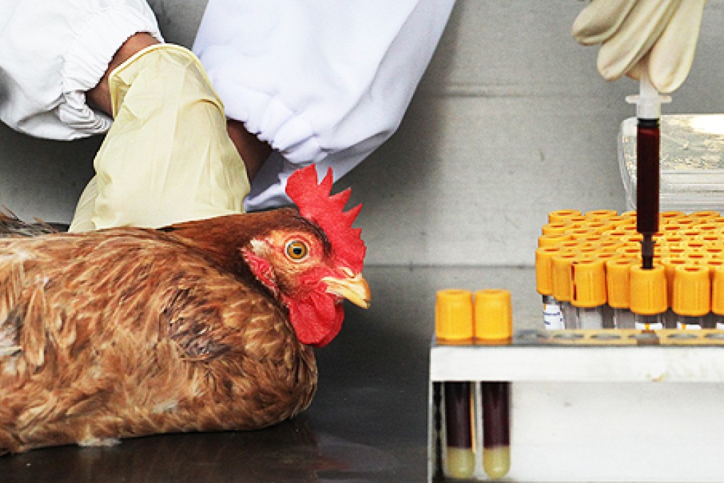 A chicken is tested for the H7N9 virus in Hong Kong in April. Photo: Felix Wong