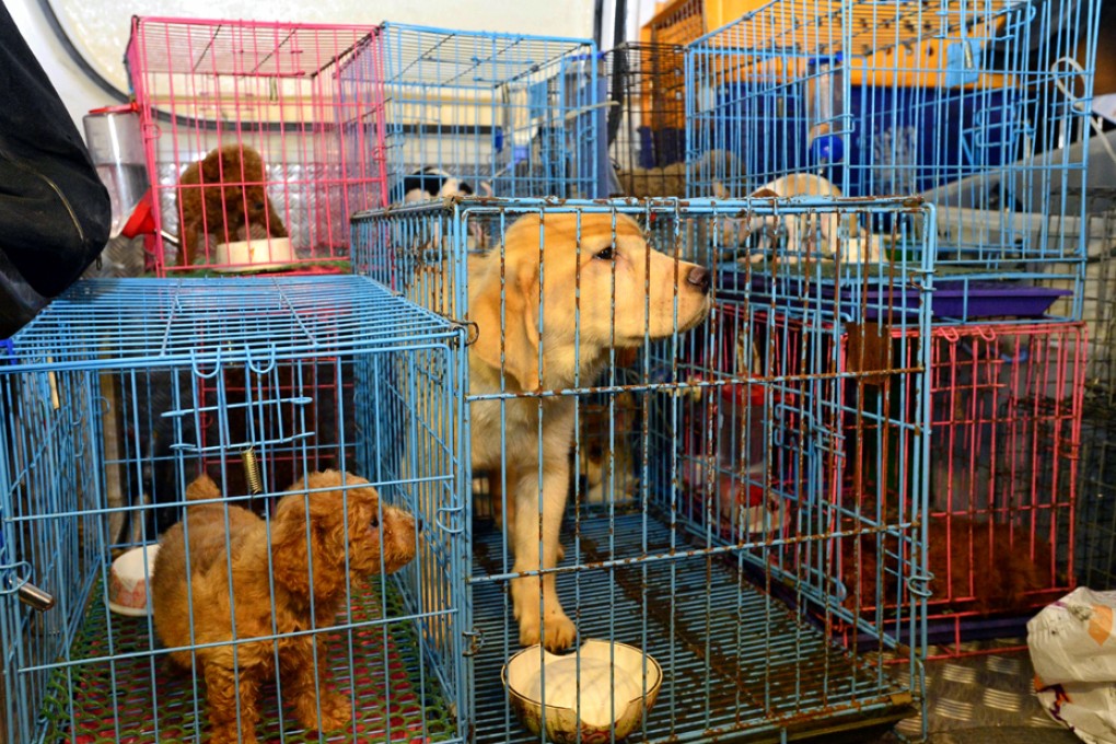 Hong Kong needs stiffer sentences for animal cruelty