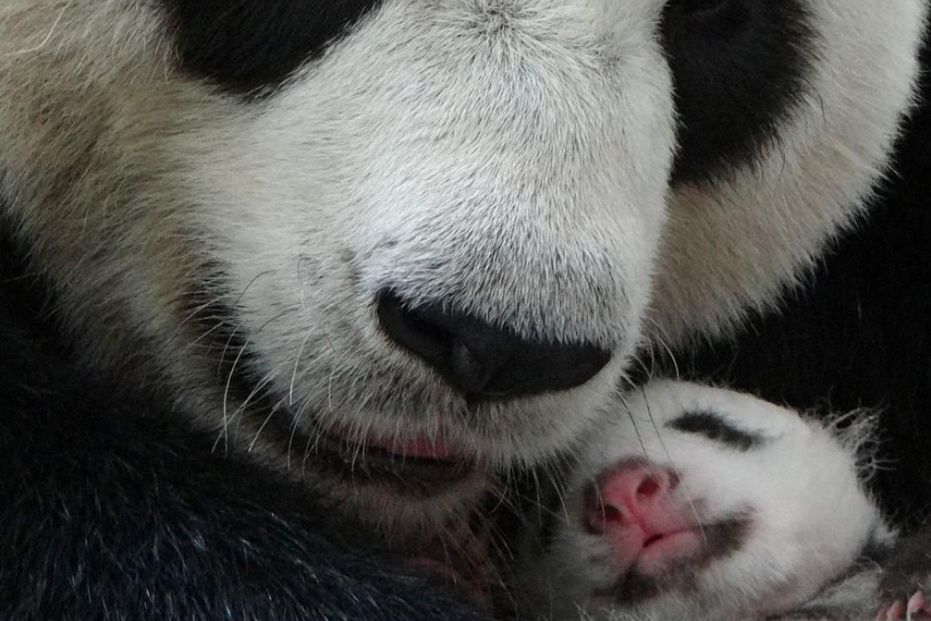 Yuan Yuan hugs her baby at the Taipei Zoo. Photo: AFP