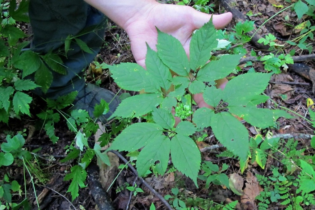 Wild ginseng in the mountains of North Carolina. Photo: MCT