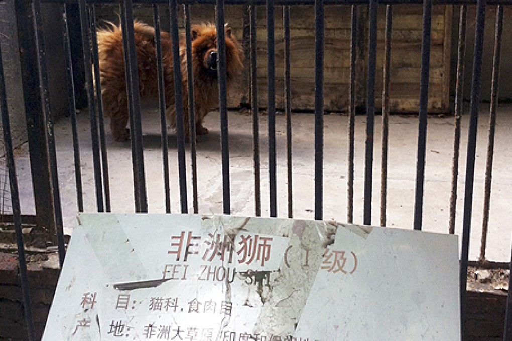 A Tibetan mastiff looks out from a cage near a sign which reads 'African lion' in Luohe zoo in Luohe in central China's Henan province. Photo: AP