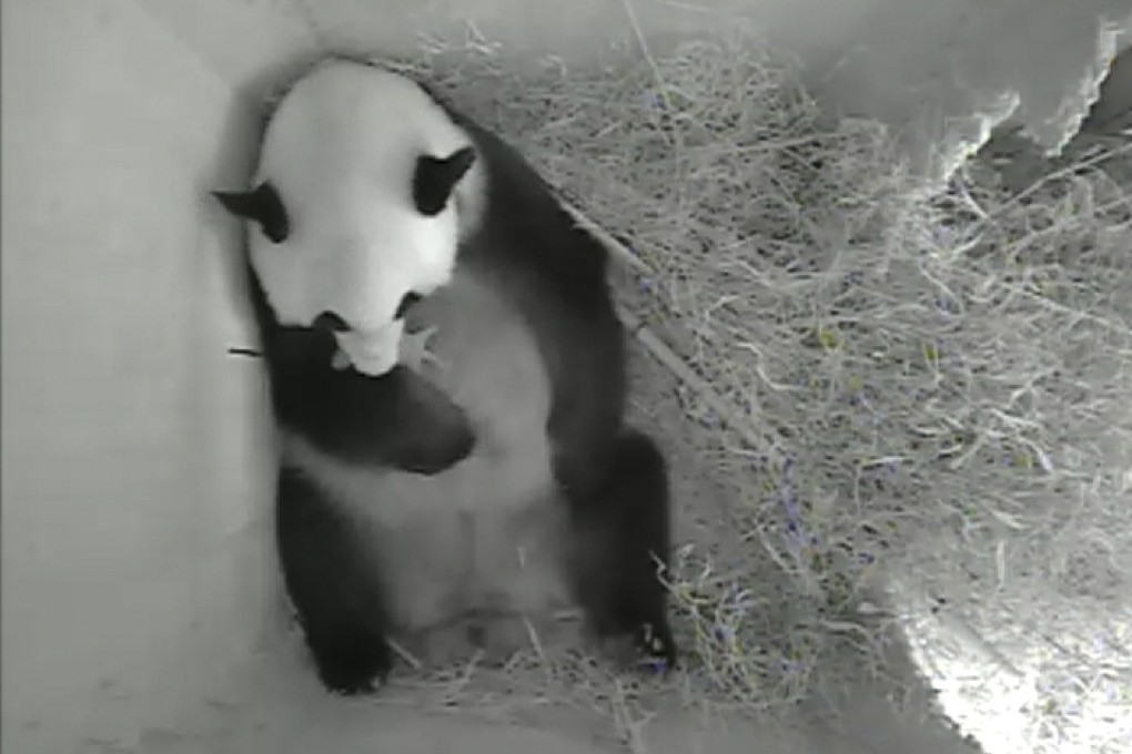 Giant panda mother Yang Yang holding her newborn cub inside a birth box at Schoenbrunn zoo in Vienna. Photo: Reuters