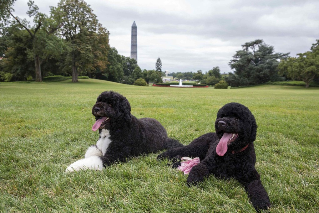 Bo (left) and Sunny frolic on the South Lawn. Photo: Reuters