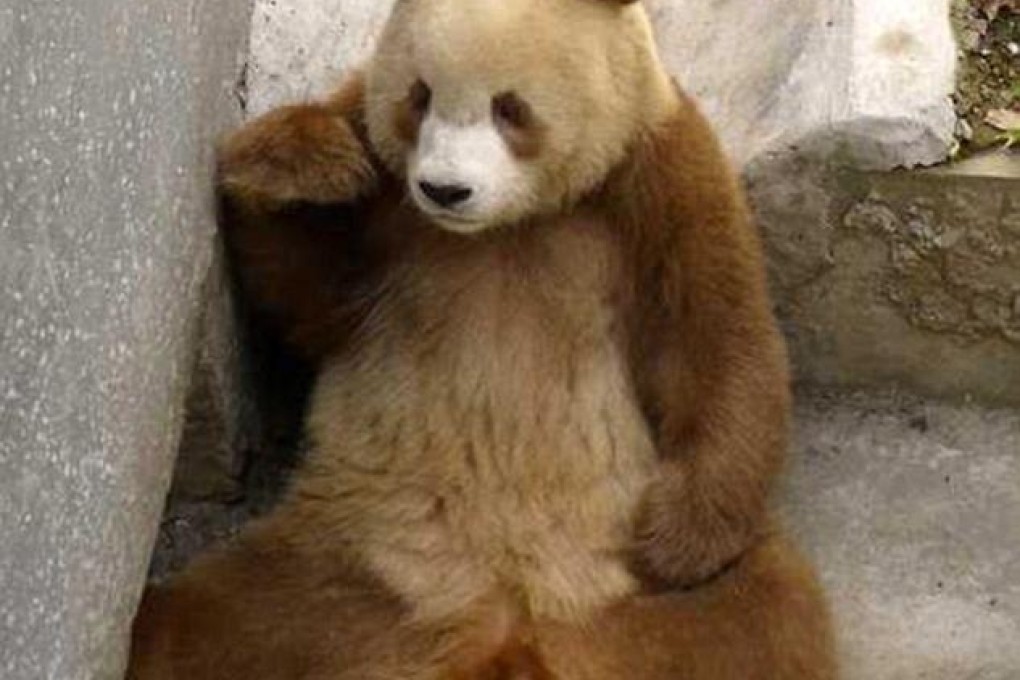 Qizai the brown panda at the Shaanxi Province Rare Wildlife Rescue and Breeding Research Centre. Photo: Jessica Connett