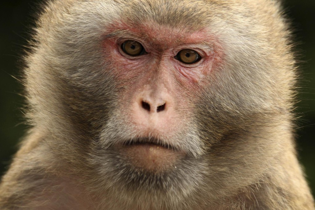 The rhesus macaque, a Hong Kong immigrant. Photos: AFP; Corbis