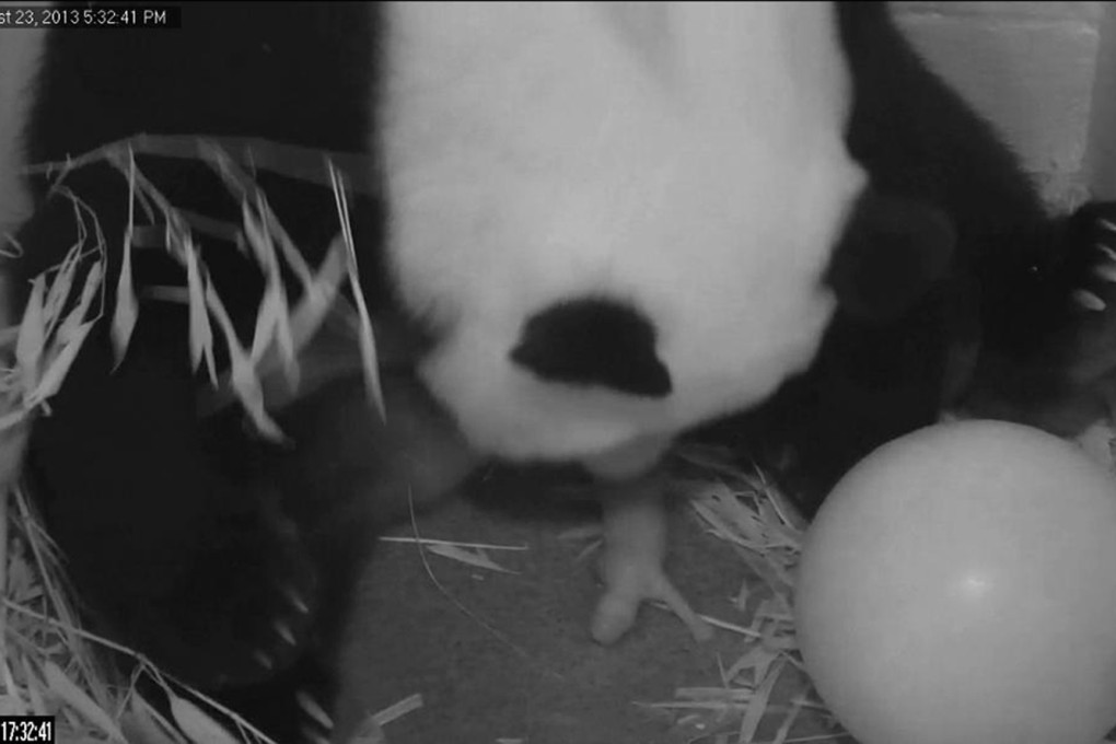 Webcams caught Mei Xiang giving birth to her cub. Photo: AP