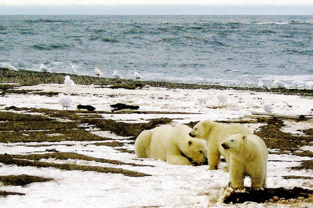 Life of polar bear is being threatened by the melting Arctic ice. Photo: Reuters