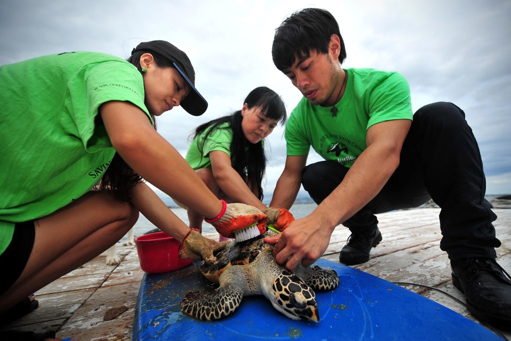 Conservationists clean a sea turtle in Lingshui, south China's Hainan Province. Photo: Xinhua