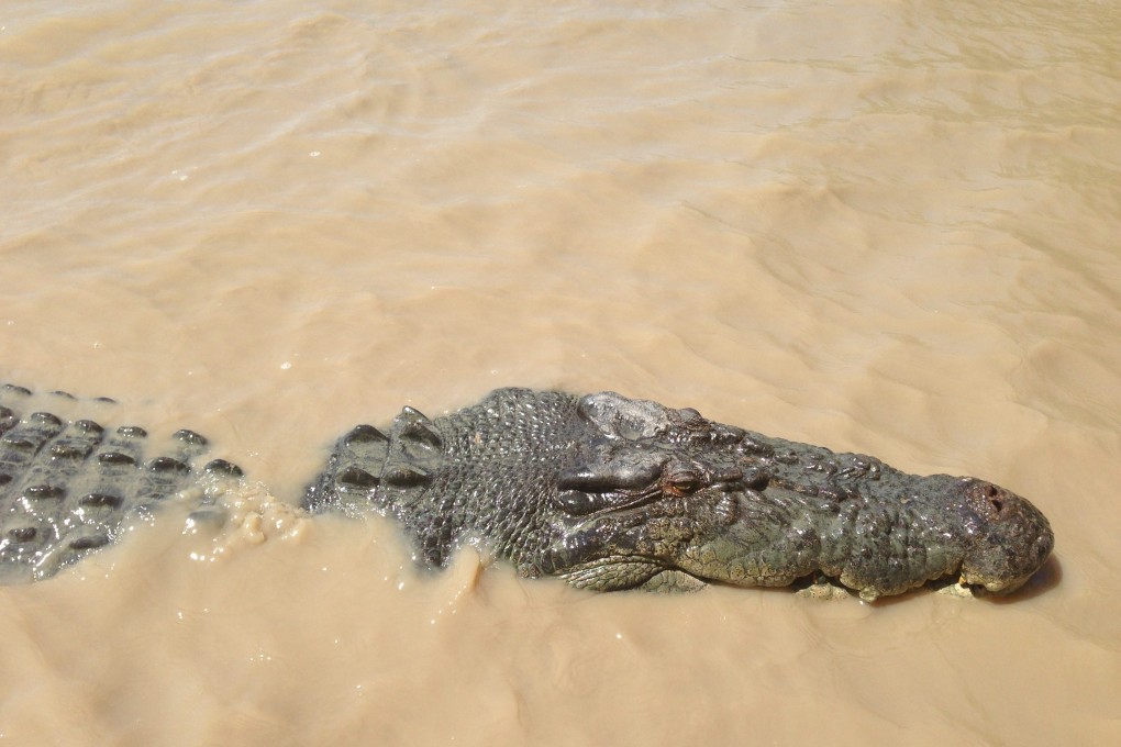 a saltwater crocodile in the Adelaide River near Darwin, Australia. Photo: EPA