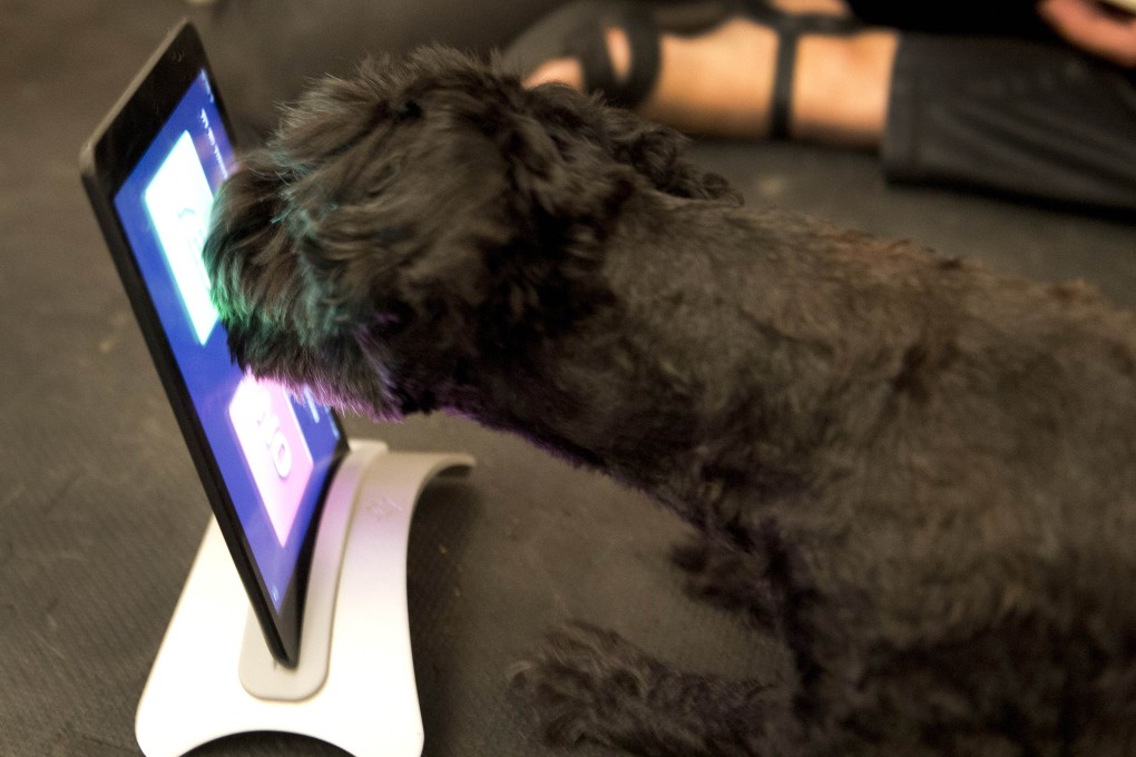 Wet noses to the touchscreen, iPads go to the dogs