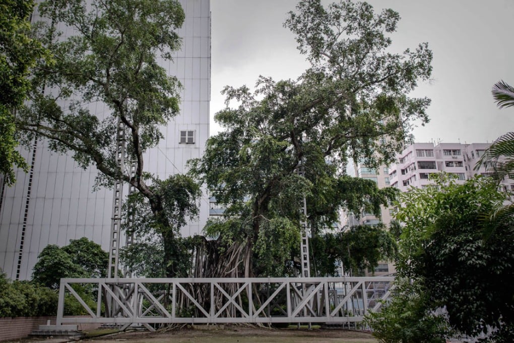 The 400-year-old banyan tree in Kowloon Park. Photo: AFP