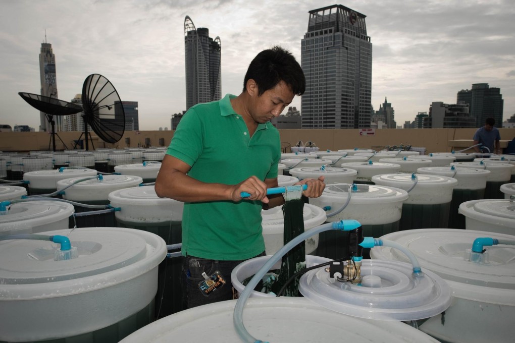 A Thai worker on a hotel roof in Bangkok tends to buckets full of bubbling green liquid which will become the super-food spirulina. Photo: AFP