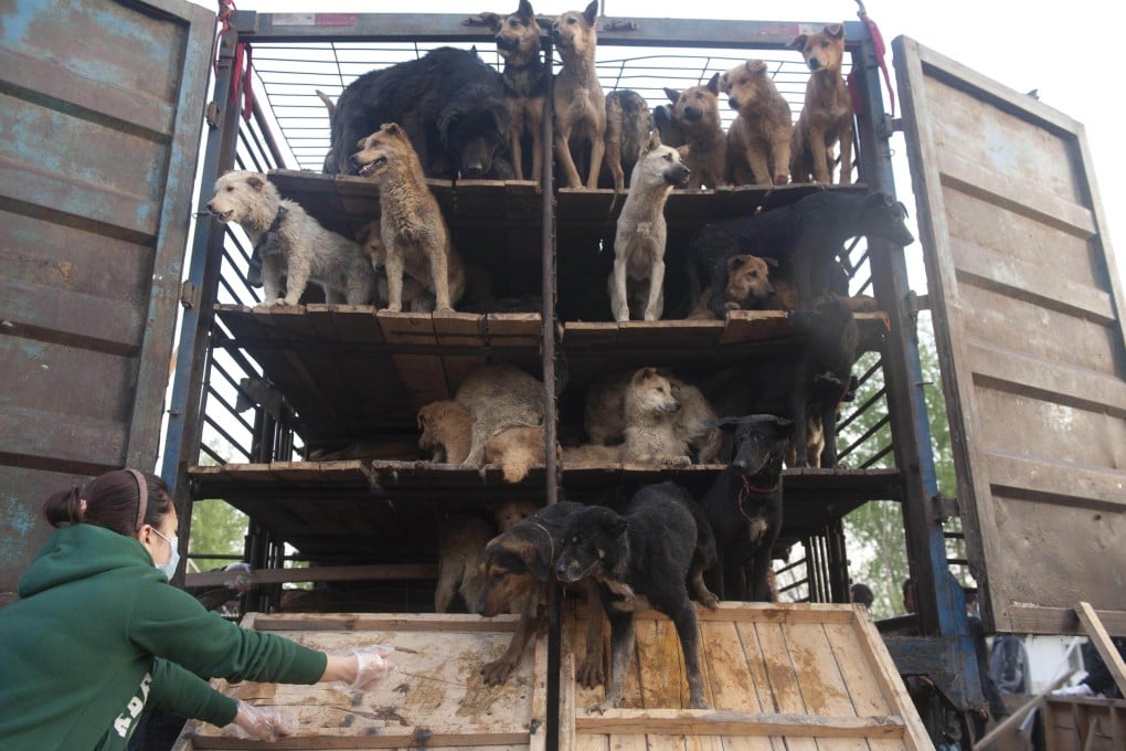 Chinese animal lovers release captured dogs in Beijing in 2011. Photo: AFP