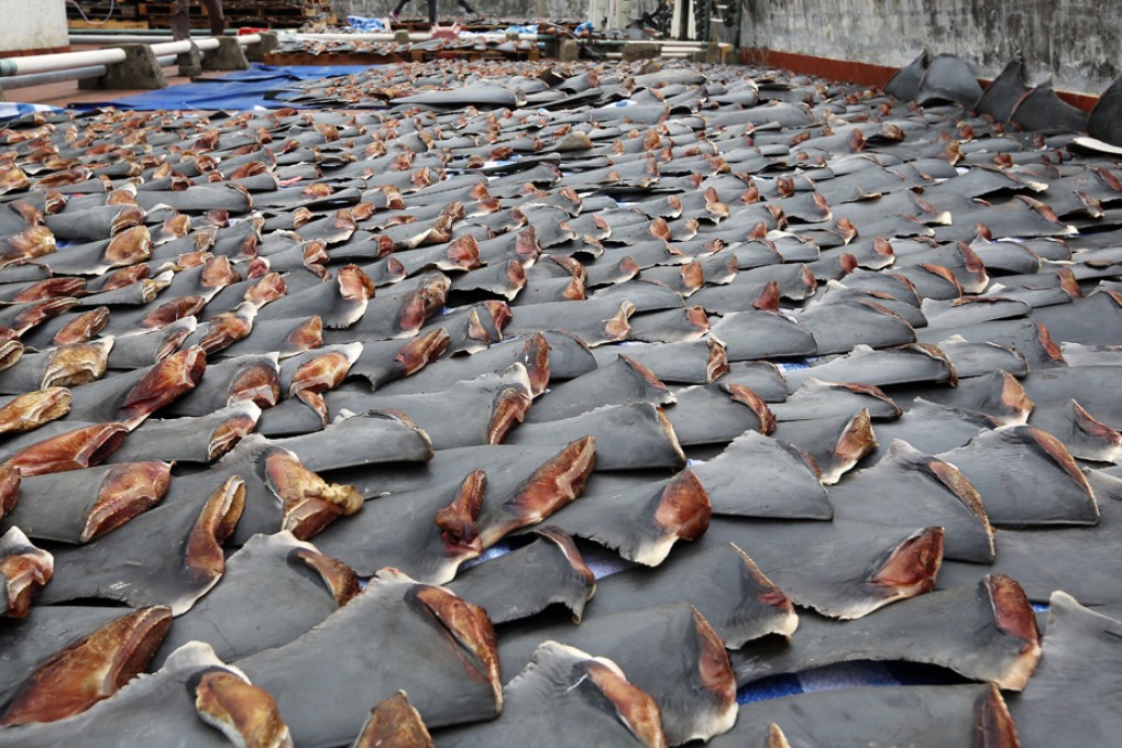 Hundreds of shark fins are drying under the sun. Photo: SCMP