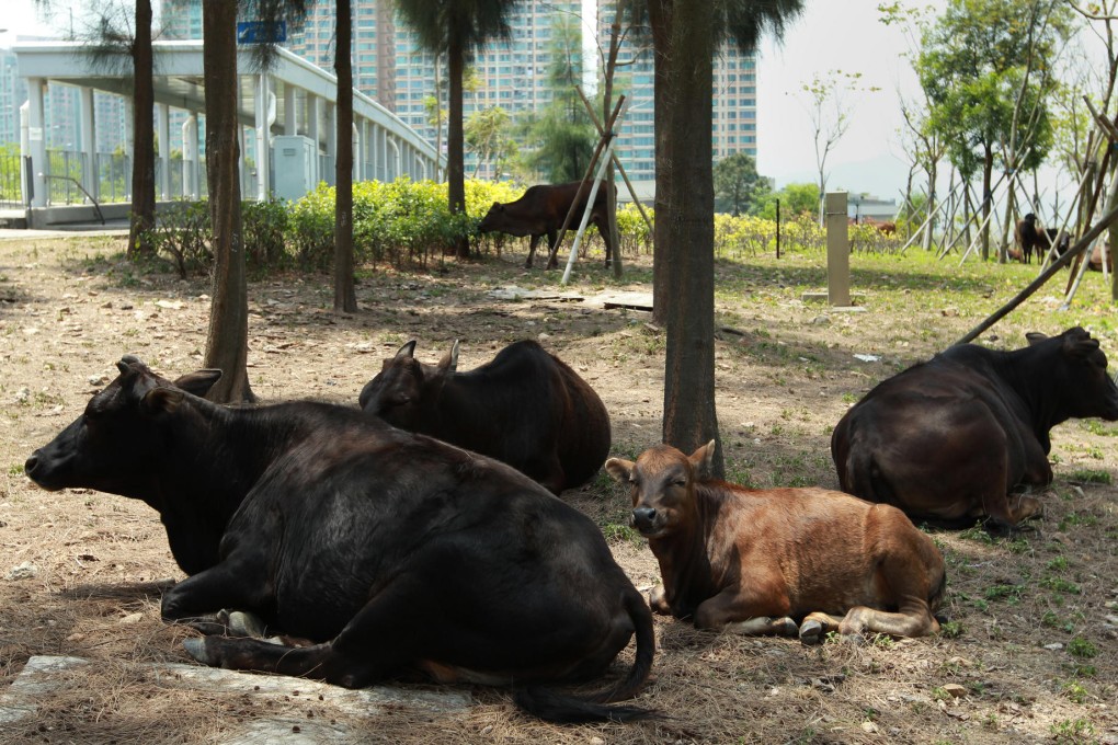 Feral cattle and drivers can coexist. Photo: May Tse