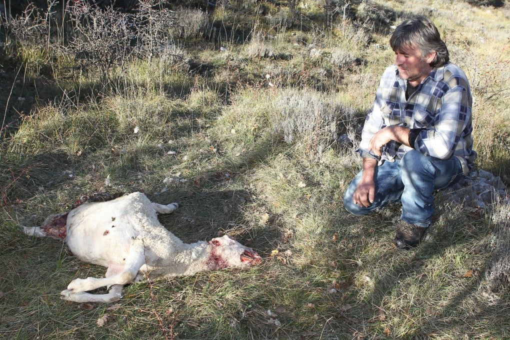 Shepherd Bernard Bruno kneels by one of his sheep killed by wolves three days earlier in Caussois, southeast France. It is estimated wolves have killed 20,000 sheep in the region in just five years and some shepherds claim their future is now at risk. Photo: AFP