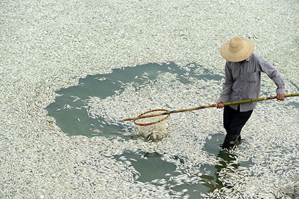 A resident clears dead fish from a river in Wuhan, in central China's Hubei province on Tuesday after large numbers of dead fish began to surface early the day before. Photo: AFP