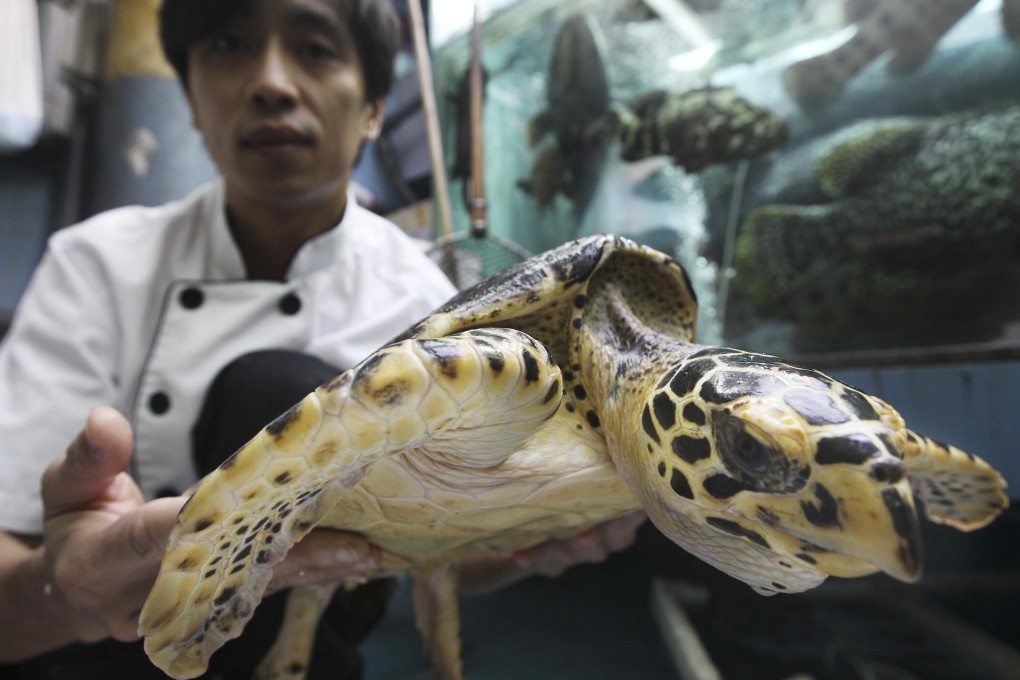 Head chef Wong Chi-wah of Royal Dragon Seafood Cuisine with the hawksbill turtle rescued from the dinner table. Photo: Sam Tsang