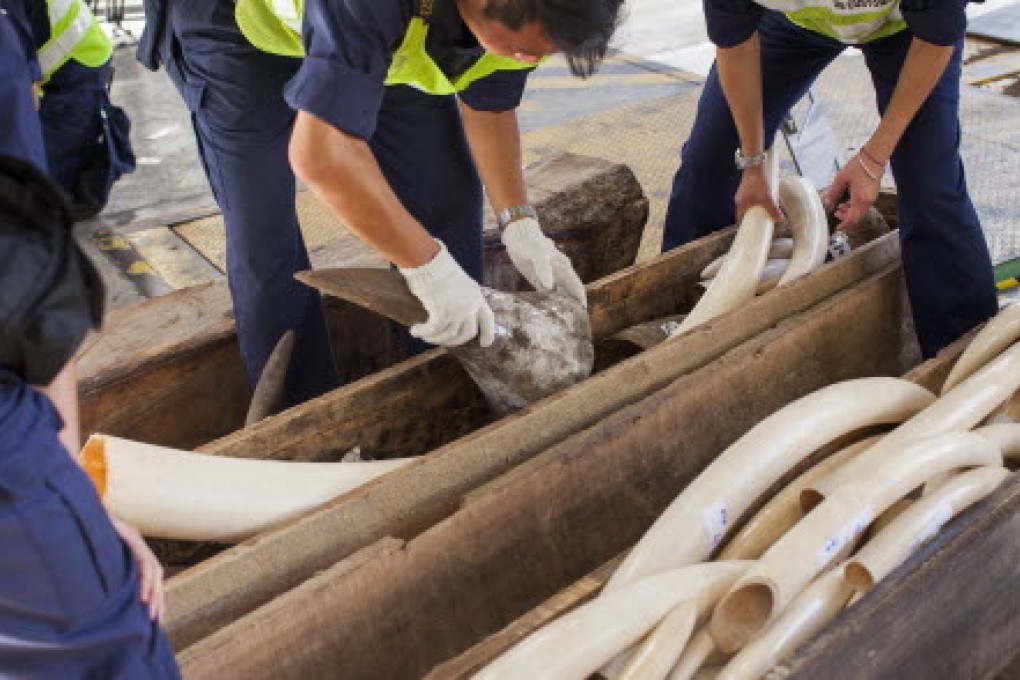 Hong Kong Customs officers seize large illegal shipment of ivory from Nigeria to China. Photo: EPA