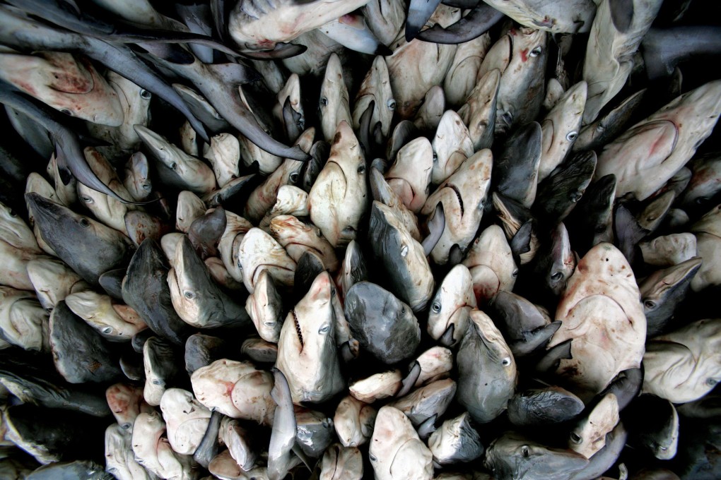 A wall of juvenile sharks await finning at a fishing port in Yemen, off the Arabian Sea. Photo: Paul Hilton