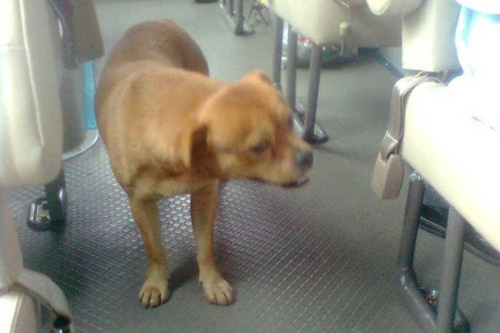 An image of Huang Huang that was uploaded to the internet. Photo: Screenshot via Sina Weibo