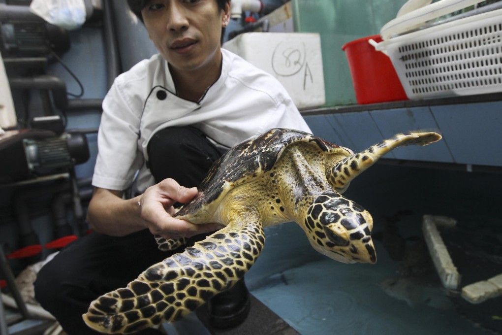 Wong Chi-wah, head chef at Royal Dragon Seafood Cuisine, with the rare turtle. Photo: Sam Tsang