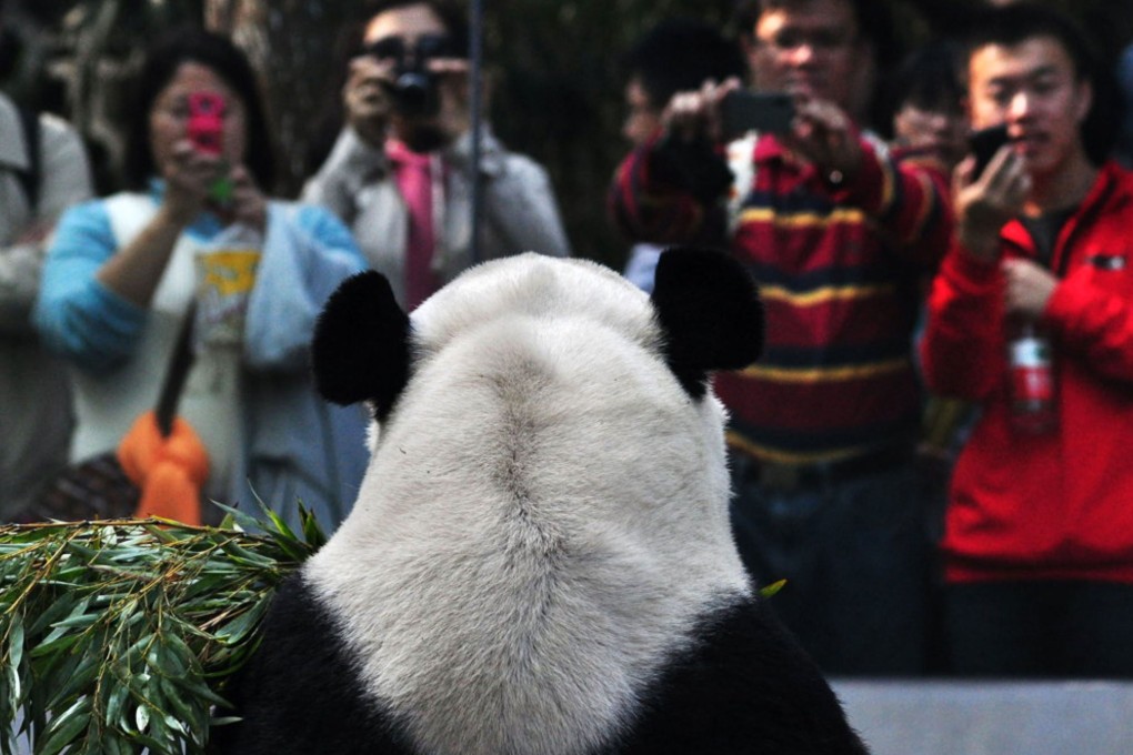 Visitors take photographs of a panda in a enclosure at the Giant Panda Research Base in Chengdu, on June 24, 2012. Photo: AFP