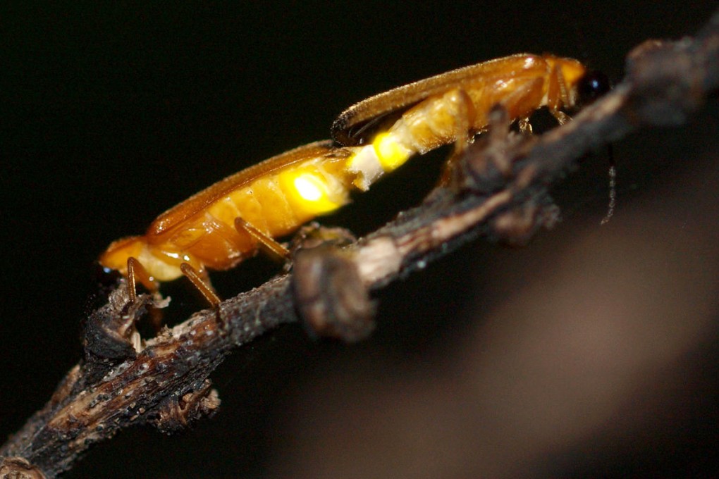 Fireflies were once common in Guangzhou. Photo: SCMP