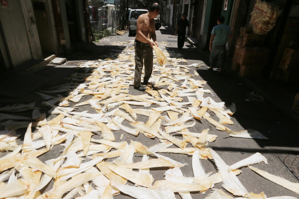 A worker dries out shark fins in Sheung Wan. Photo: Sam Tsang