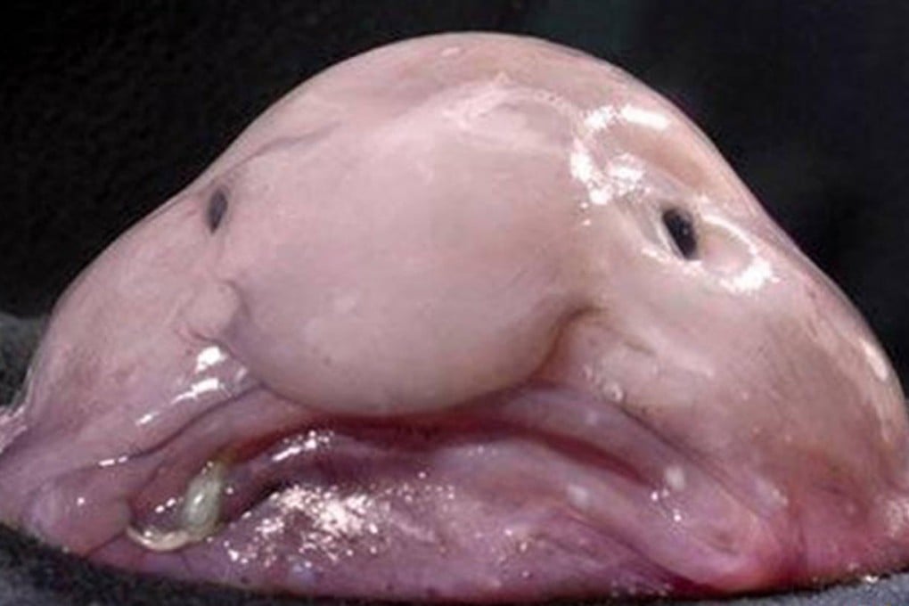 The blobfish is a casualty of sea trawling.Photo: Rex/Greenpeace