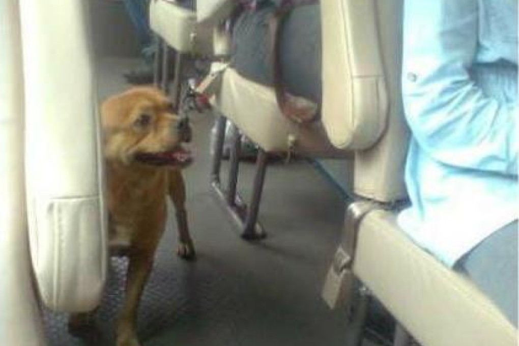 Huang Huang looking for his master on the bus, a routine that he carried out for over 15 days. Photo: Huaxi Metropolis Daily