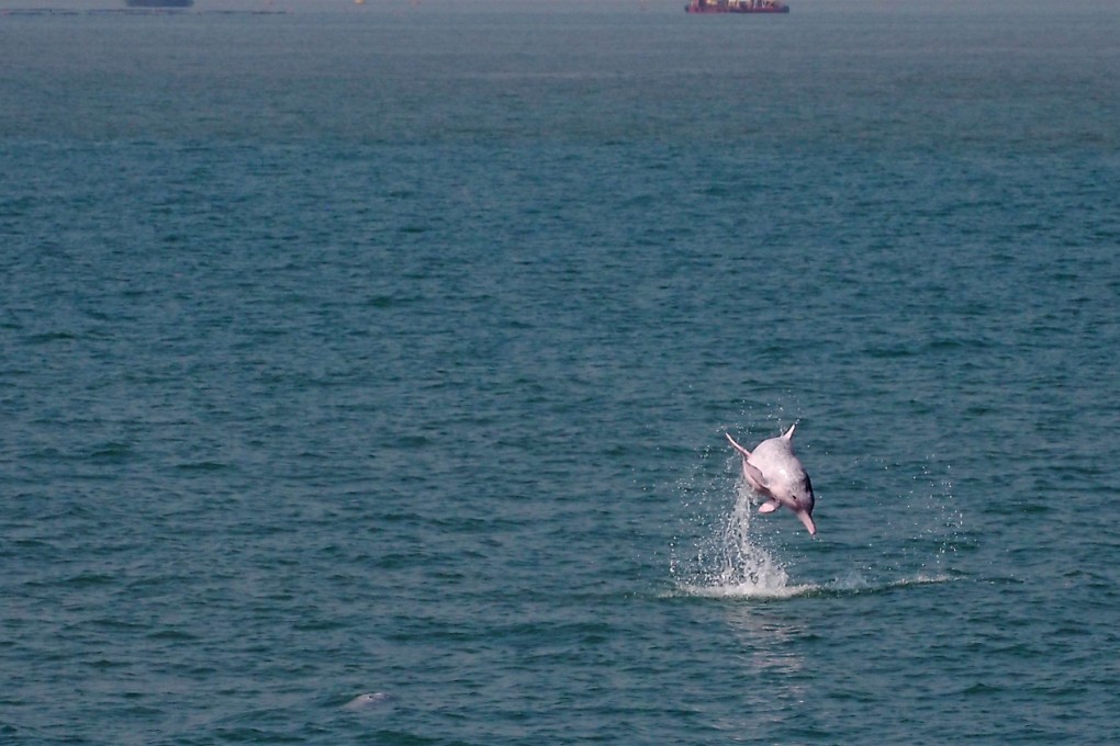 Pink dolphin in the Pearl River Estuary. Photo: SCMP Pictures