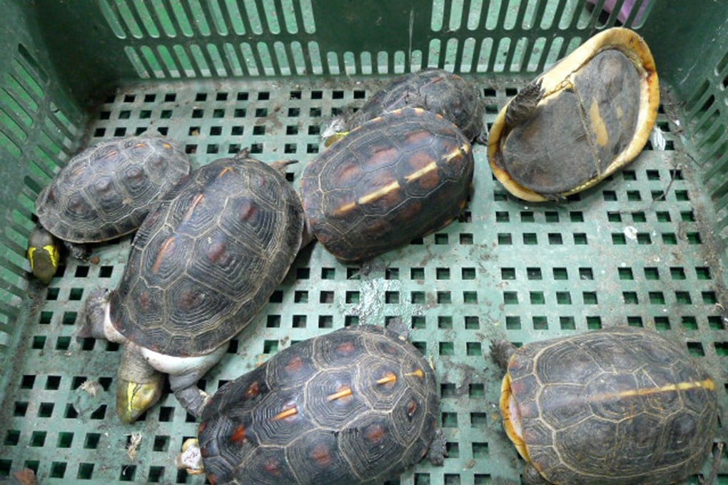 Turtles in a container in Kaoshiung, a port in the south of Taiwan. The new turtle sanctuary will open in October. Photo: AFP