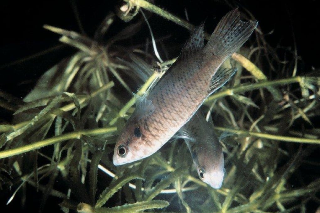 One of the city's rare but unprotected paradise fish. Photo: K.Y. Cheng