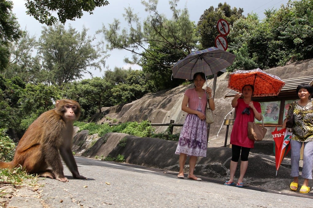 A close encounter in Kam Shan Country Park. Photo: Nora Tam
