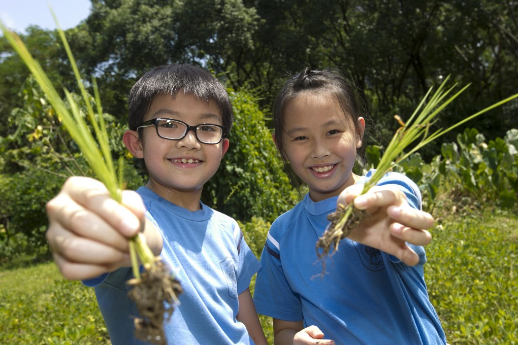 Students at Tai Po Old Market Public School will sit the new diploma. Photo: Edmund So