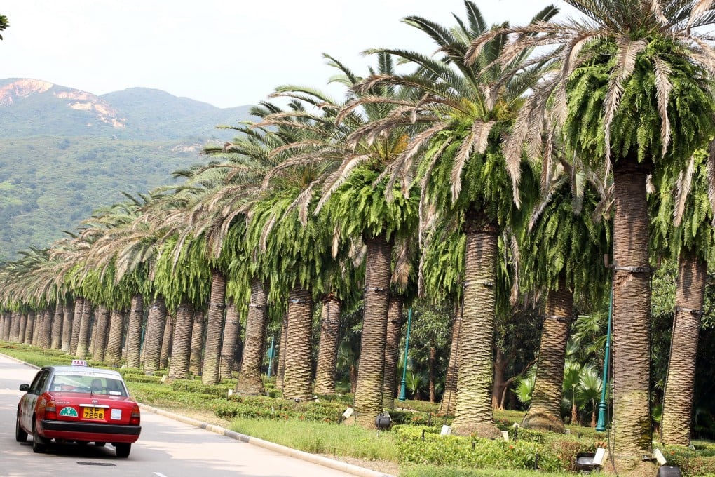 The palm trees on Magic Road, crammed together with their crowns drying out. Photo: Dickson Lee