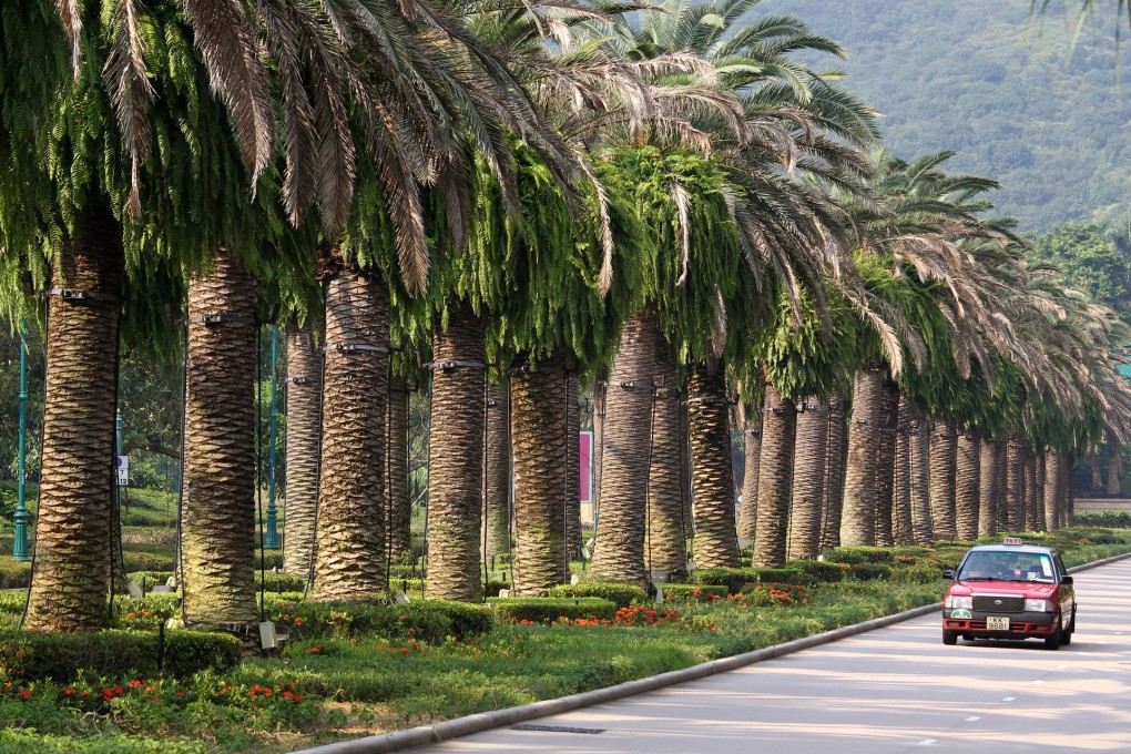 The Canary Island date palm trees lining Magic Road on the way to the theme park - 79 of the 100 trees are dying. Photo: Dickson Lee