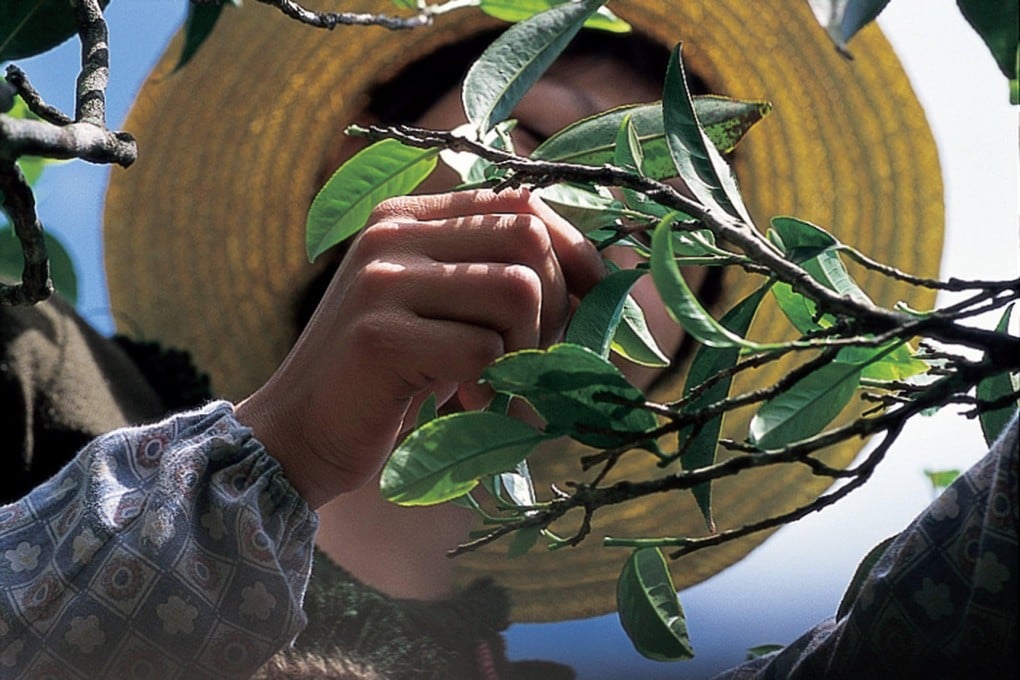 Oolong teas are typically made with the second and third leaves on a stem. Photos: MingCha