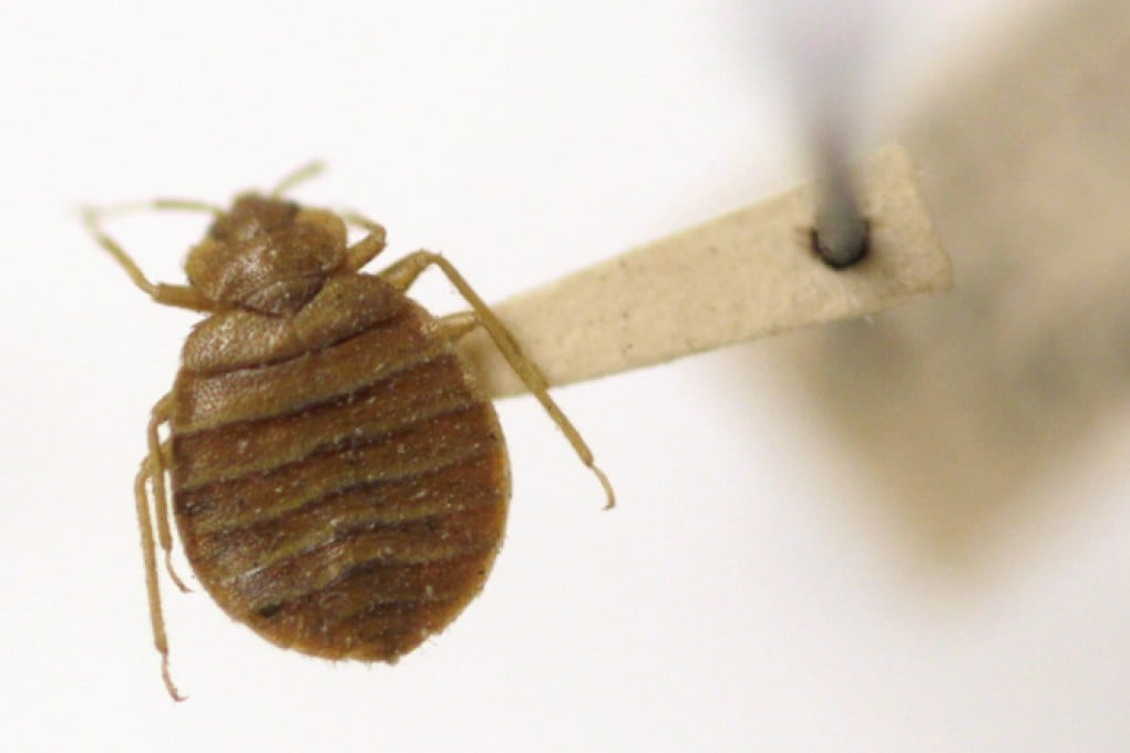 An enlarged image of a bedbug. Photo: AP