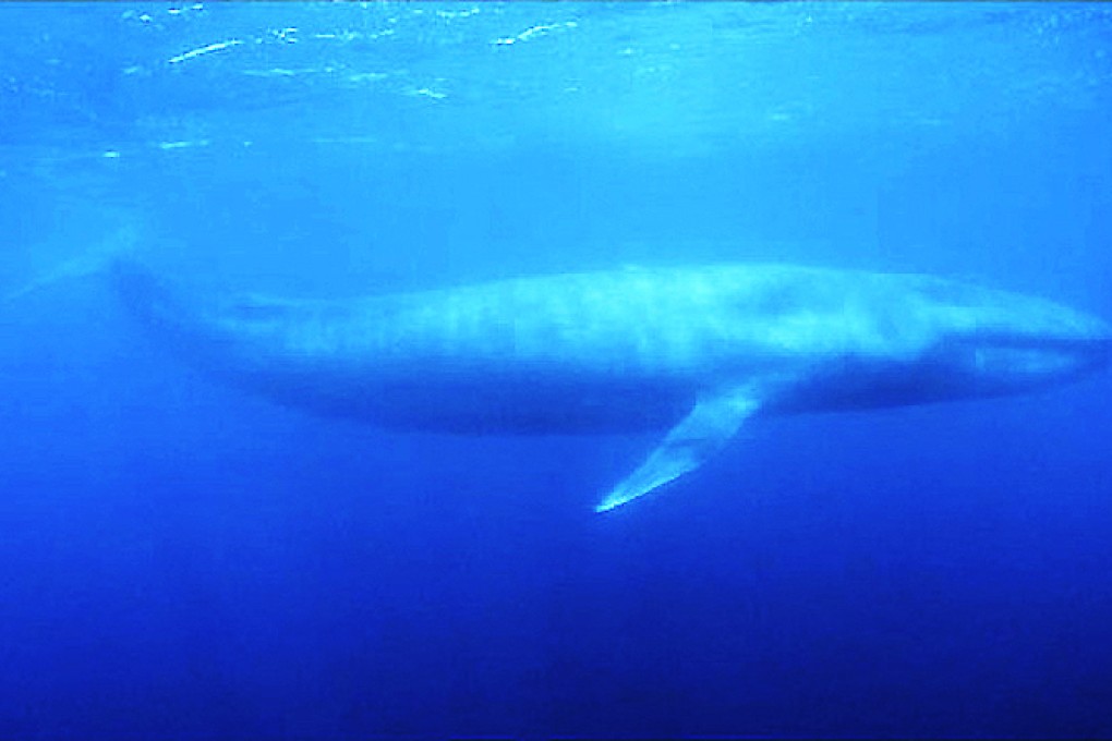 A blue whale swims off the coast of Mirissa in southern Sri Lanka. Photo: Reuters