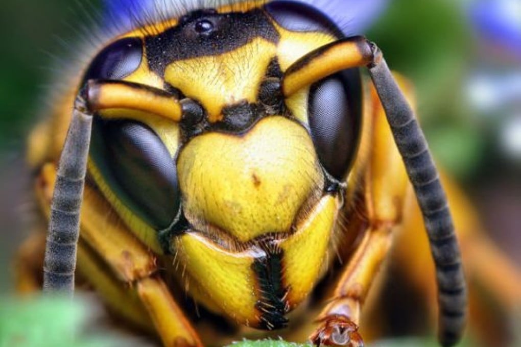 Asian giant hornets, or Vespa mandarinia, devastate southern Shaanxi province very autumn. Photo: Xinhua