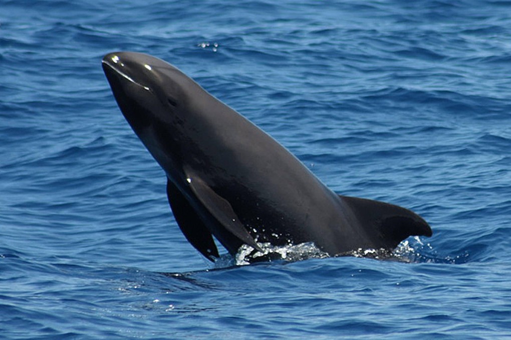 High-frequency sonar probably caused the deaths of 75 melon-headed whales stranded off Madagascar. Photo: SCMP