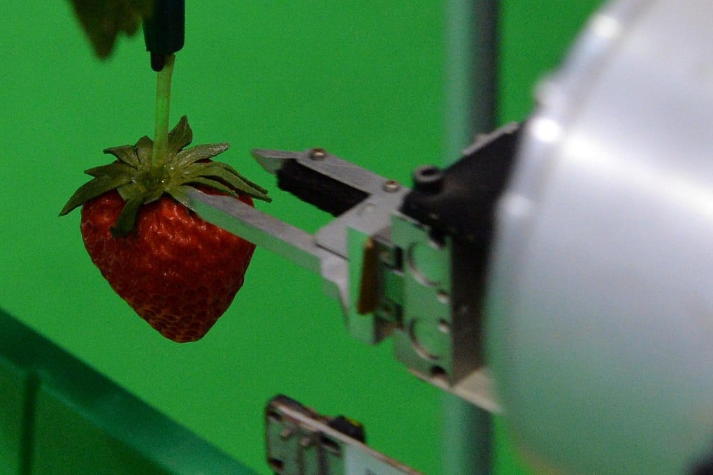 Shibuya Seiki's robot picks ripe strawberries. Photo: AFP