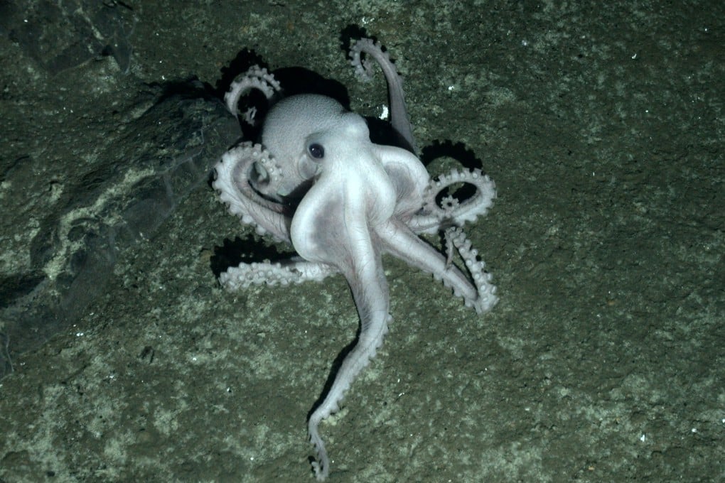 Mainland researchers has developed a computer that is able to change its physical structure like an octopus. Photo: AFP