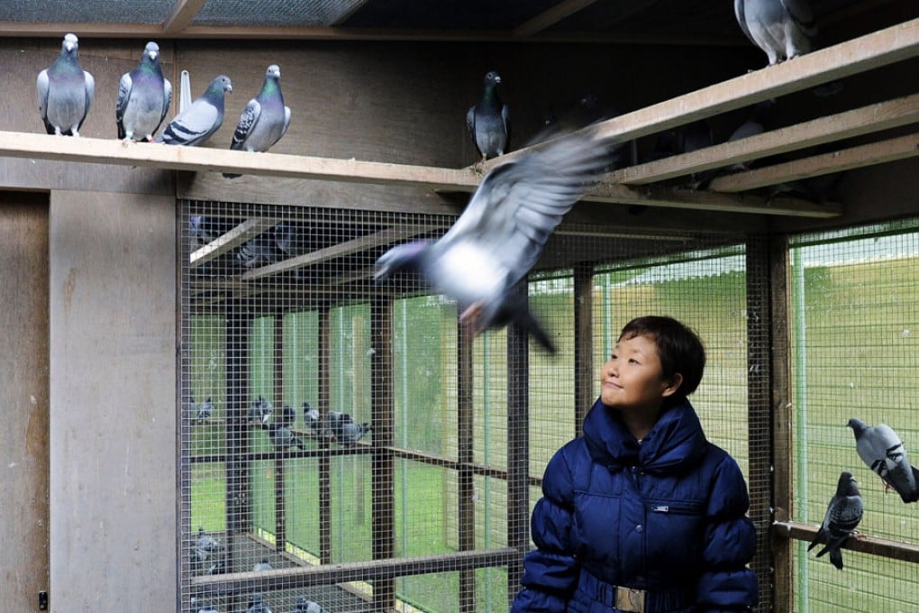 World's most expensive racing pigeon gets snared in China tax dispute