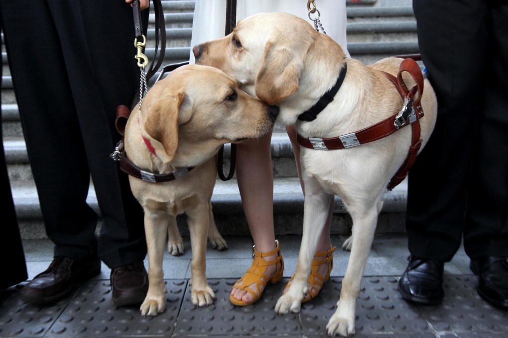 Guide dogs Deanna (left) and Rally will play their part in the association's training plan. Photo: Felix Wong